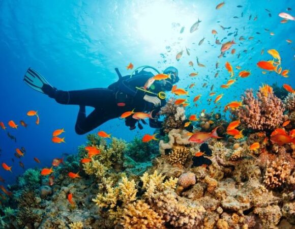 Scuba Diving full day in Hurghada [€18]