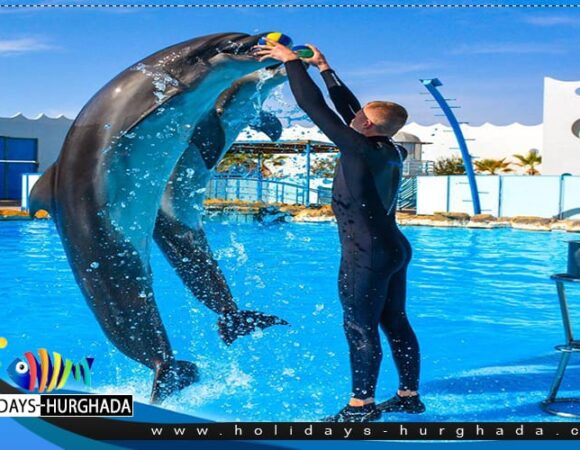 Dolphin show [€15]